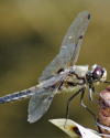 Libelle auf ihrem Start- und Landeplatz